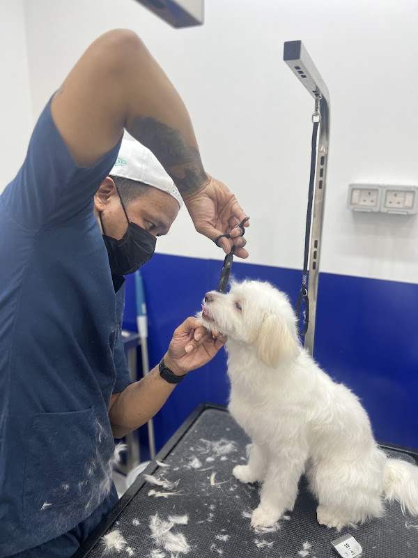 Pawfessor — photo from the google listing