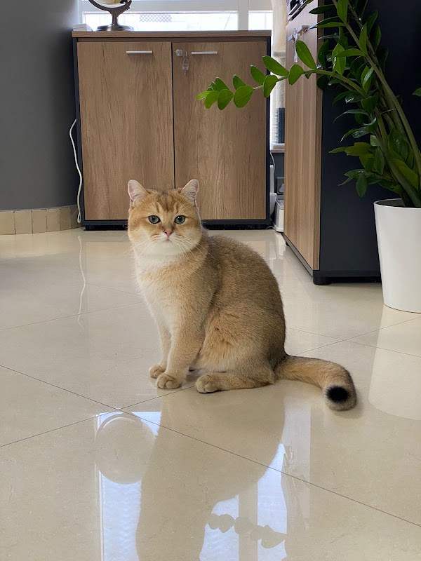 Pawfessor — customer photo · google review