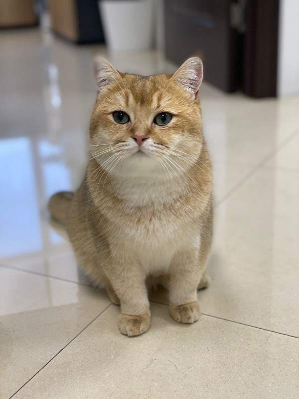 Pawfessor — customer photo · google review